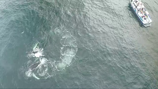 空中拍摄的座头鲸泡沫网在爱尔兰海岸附近的船视频下载