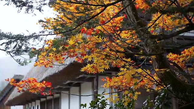 Hd MS:红色的枫叶在秋天的都市景象日本视频下载