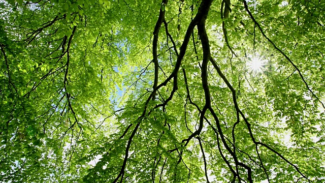 德国上巴伐利亚州富恩芬辛兰沃什湖的山毛榉树在阳光明媚的春天里长出叶子视频素材