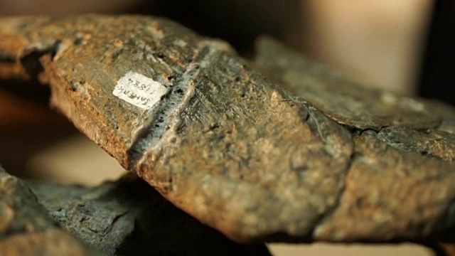 CU考古学家准备化石骨头/ Muldersdrift/南非视频素材