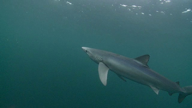 蓝鲨游过海洋视频下载