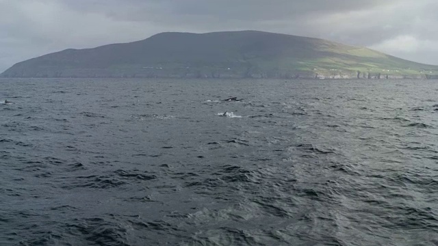 座头鲸在爱尔兰海岸被常见的海豚包围视频下载