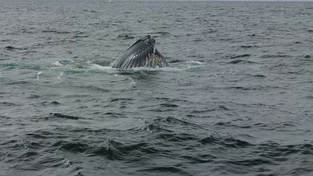 座头鲸在水面张开嘴吞鱼视频下载