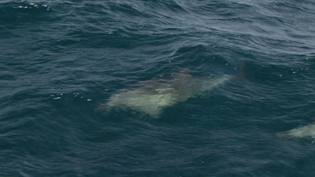 两只普通的海豚跃出水面视频下载