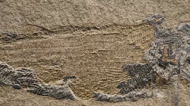 化石&菊石近景淘金镜头视频素材