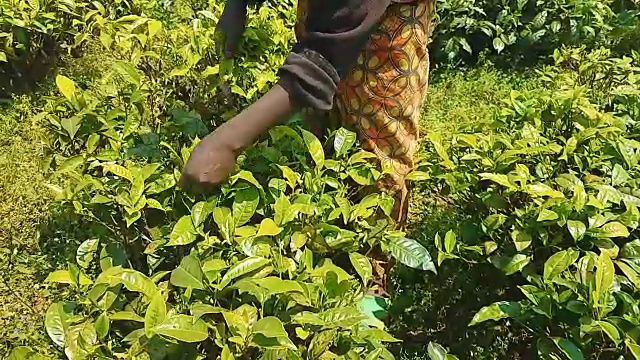 一名卢旺达妇女在采摘茶叶视频下载