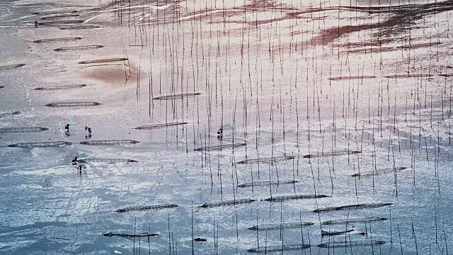 中国福建霞浦，渔民在艺术泥滩上捕鱼。视频素材
