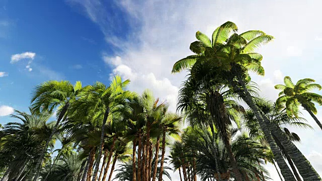 棕榈树与天空视频下载