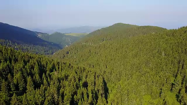 绿色的森林视频下载