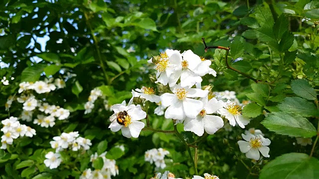 蜜蜂从盛开的野玫瑰上吮吸花蜜视频下载