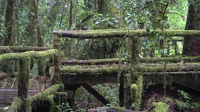 热带雨林视频下载
