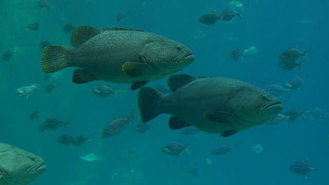 美国亚特兰大，乔治亚州，水下游泳的巨鲈鱼视频下载