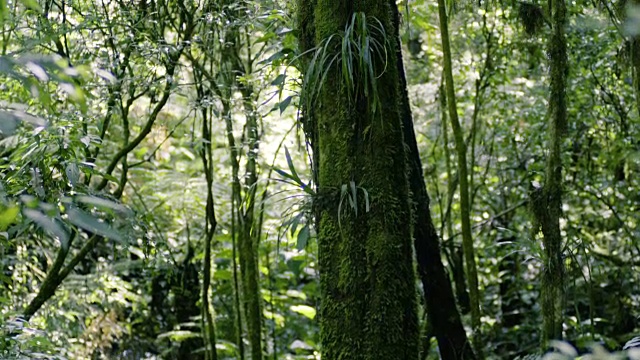 在高海拔的大西洋森林中，树干向上倾斜运动。视频素材