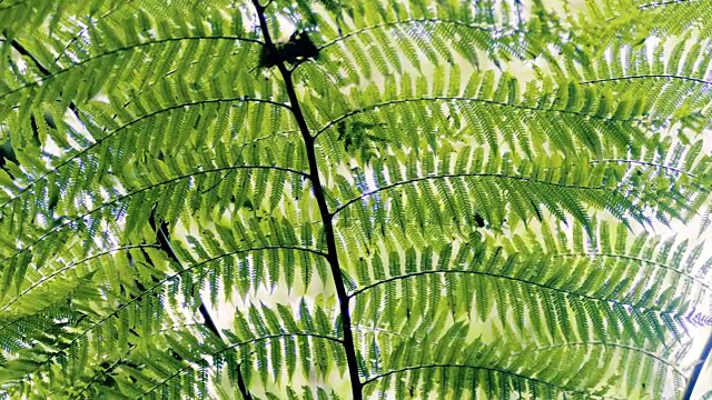 倾斜下的运动，在一个热带森林里的金蛇蕨视频素材