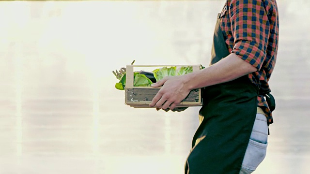 在温室里搬运装着蔬菜的板条箱的农民视频下载