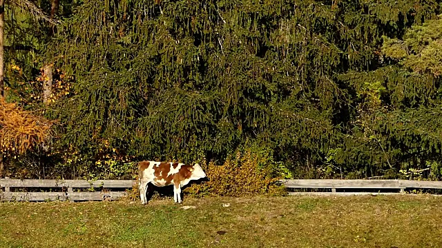 牛在草地上吃草视频下载