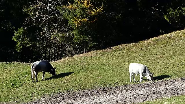 牛在草地上吃草视频下载