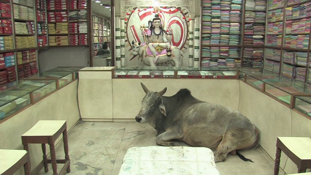 印度北方邦瓦拉纳西，奶牛躺在小商店的地板上，背景是印度人视频下载