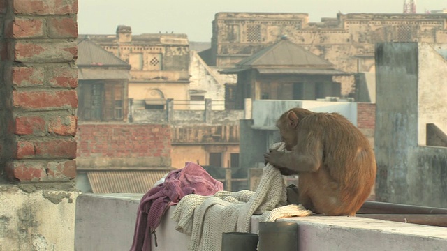 印度北方邦瓦拉纳西，一只恒河猴咬着屋顶上的毛衣纽扣视频下载