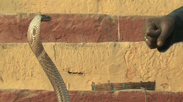 印度北方邦瓦拉纳西，印度眼镜蛇看着耍蛇人的手视频下载
