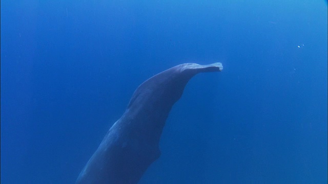 水下追踪潜水抹香鲸视频素材
