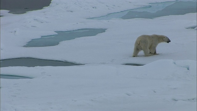 北极熊走过冰/北极视频下载