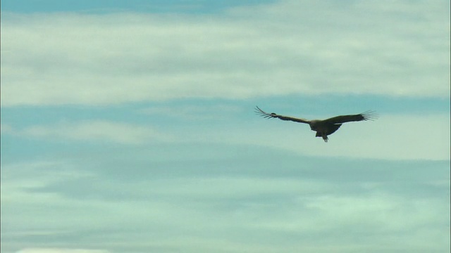 MS, TS，安第斯秃鹰(鹰头狮)飞过山脉，巴塔哥尼亚，阿根廷视频下载