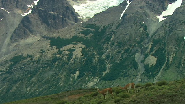 TS, WS, Guanacos (Lama guanicoe)在山区景观，巴塔哥尼亚，阿根廷视频下载