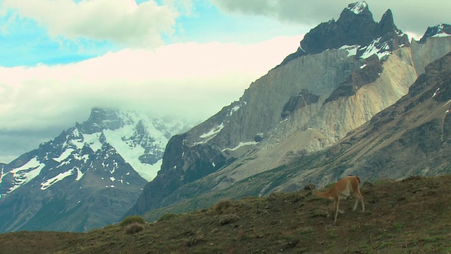 WS, PAN, Guanacos (Lama guanicoe)在山区景观，巴塔哥尼亚，阿根廷视频素材