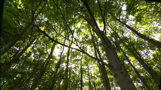 低角度拍摄的森林在德国视频素材