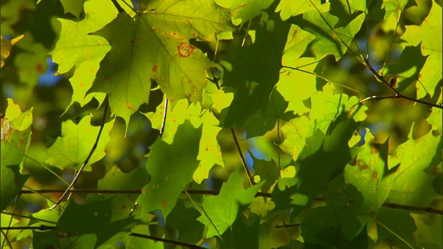 阳光照耀的树叶在风中吹拂/ Livingston，纽约视频素材