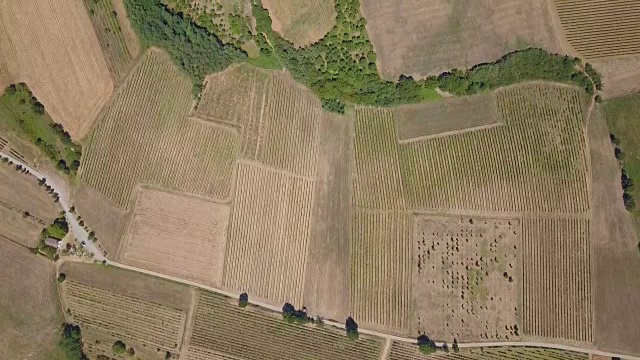 鸟瞰图葡萄园在皮埃蒙特-意大利视频素材
