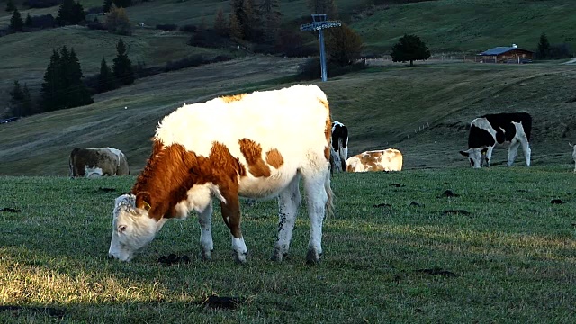意大利，在草地上吃草的牛视频下载