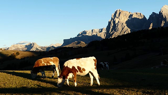 意大利，在草地上吃草的牛视频下载