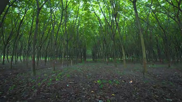 橡胶树人工林，稳定射击视频下载