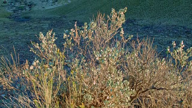Sagebrush Painted Hills俄勒冈州29视频素材