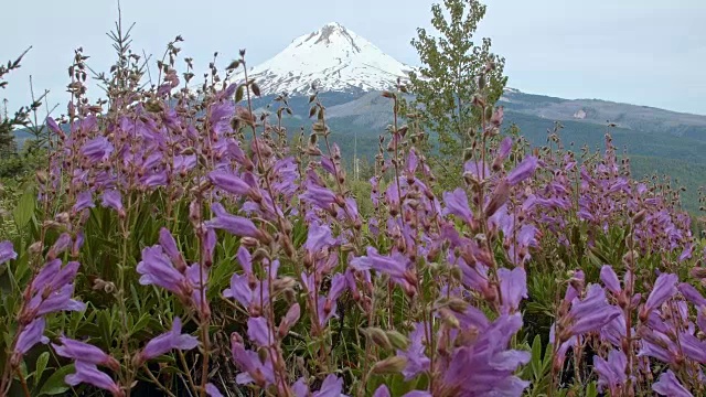 亮紫色的巴雷特的Penstemon野花与雪山2 .俄勒冈州胡德山视频素材
