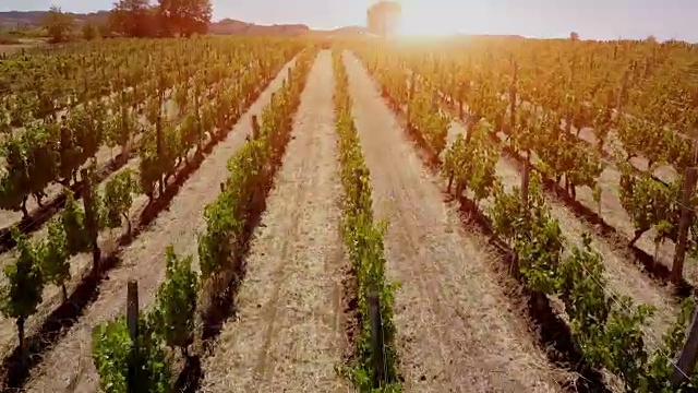在日出时飞过皮埃蒙特葡萄园-意大利视频素材