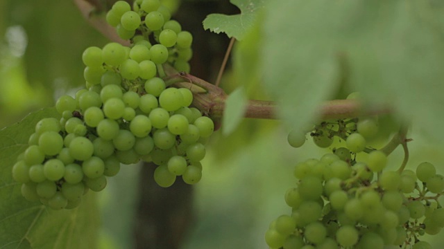 苏塞克斯葡萄园葡萄藤上的葡萄视频素材