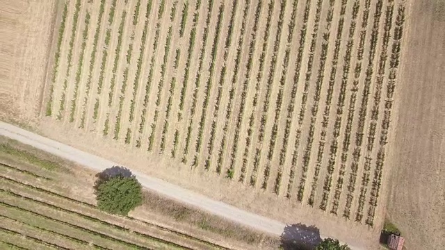 鸟瞰图葡萄园在皮埃蒙特-意大利视频素材