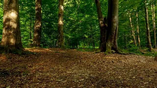 滑块在森林里拍的。视频下载