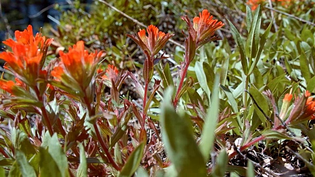 Macro Red Indian painting brush Flower桔梗在春天的红色森林草地正午3山胡德春森林俄勒冈州喀斯喀特山脉视频素材