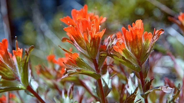 Macro Red Indian painting brush Flower桔梗在春天的红色森林草地正午5山胡德春森林俄勒冈州喀斯喀特山脉视频素材