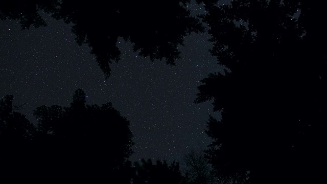 暗剪影的杉树和松树林在星空下运动旋转视频素材