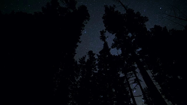 在星空的映衬下，冷杉和松树森林的黑色剪影视频素材