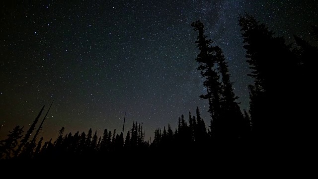 银河和高大树木的剪影森林直到黎明视频素材