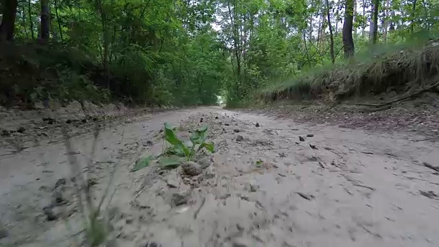 森林道路的全景。视频下载
