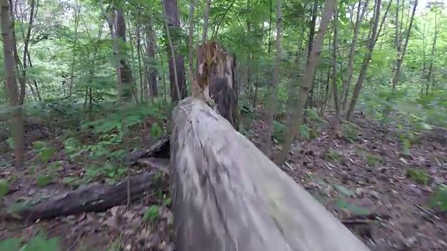 穿过森林。视频下载