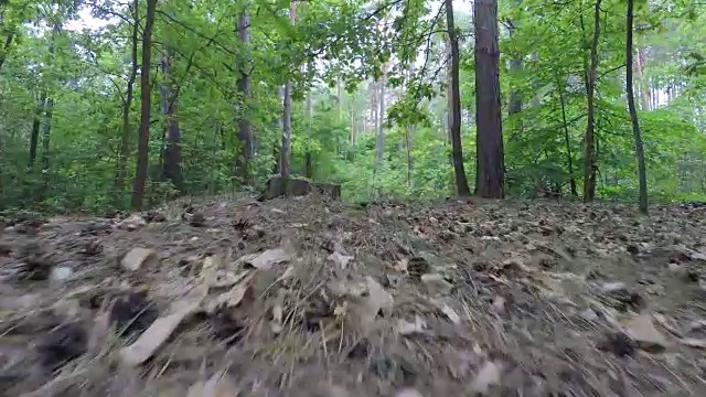 穿过森林。视频下载