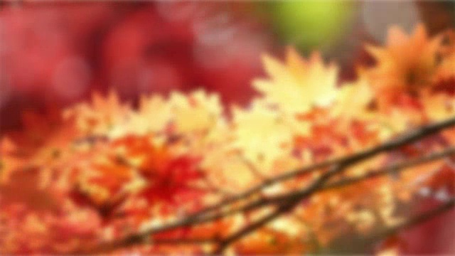 抽象模糊的背景:日本名古屋丰田大原秋红叶视频素材